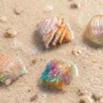 All shell set (4)