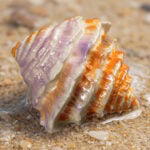 Amber Nautilus