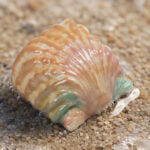 Sunkissed Scallop