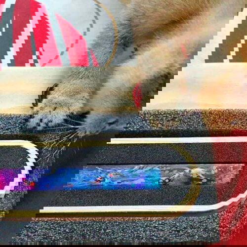 84650775 1503060446514235 444103002840629248 O